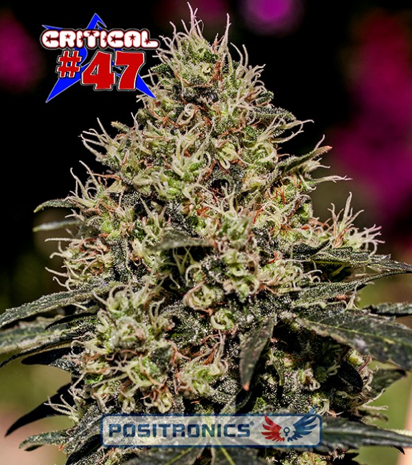 Critical 47 Feminised Cannabis Seeds | Positronics