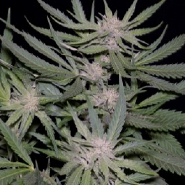 Critical Feminised Cannabis Seeds | Big Head Seeds