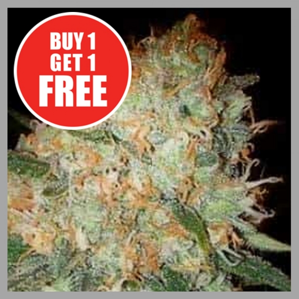 Critical Bilbo Fast Version Feminised Cannabis Seeds | Discount Cannabis Seeds