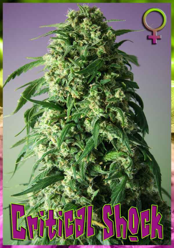 Critical Shock Feminised Cannabis Seeds | Rockwell Seeds
