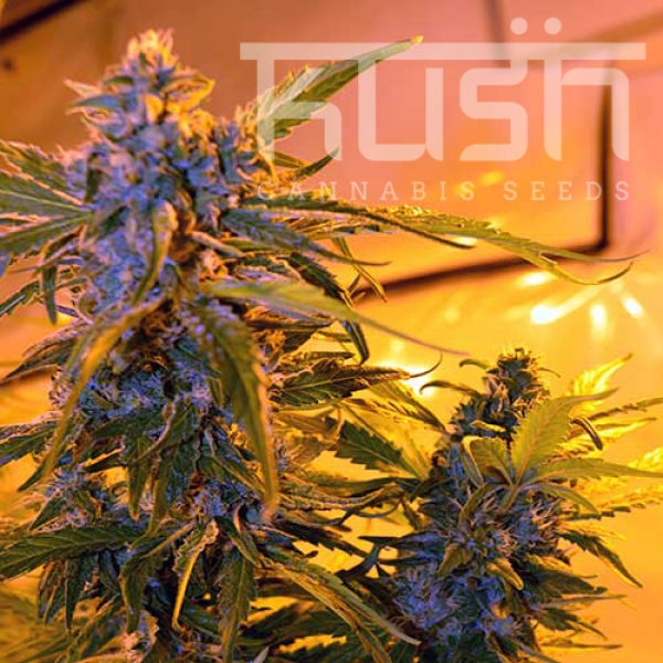 Critical Kush Auto Feminised Cannabis Seeds | Kush Seeds
