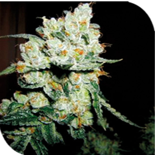 Crossover OG Feminised Cannabis Seeds | Plantformers