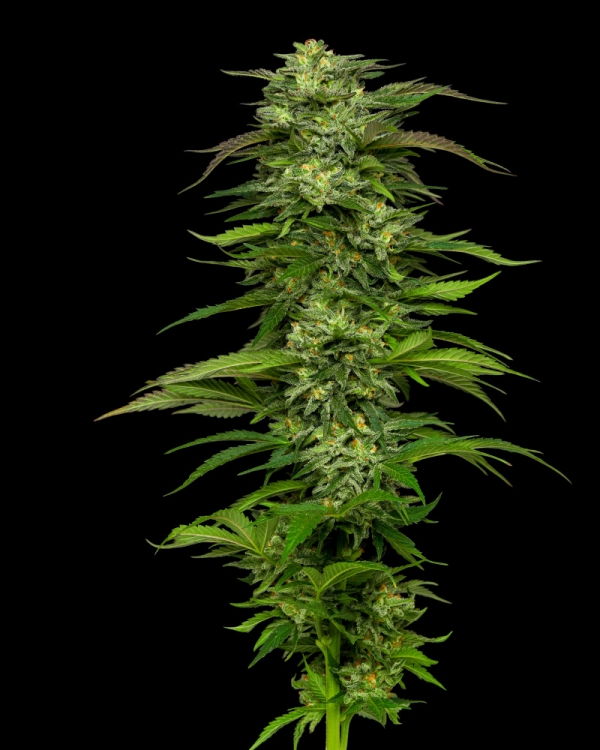 Dream Queen Auto Feminised Cannabis Seeds - Humboldt Seed Company
