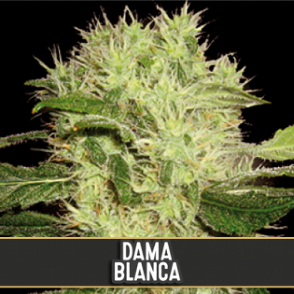 Dama Blanca Feminised Cannabis Seeds | Blim Burn Seeds
