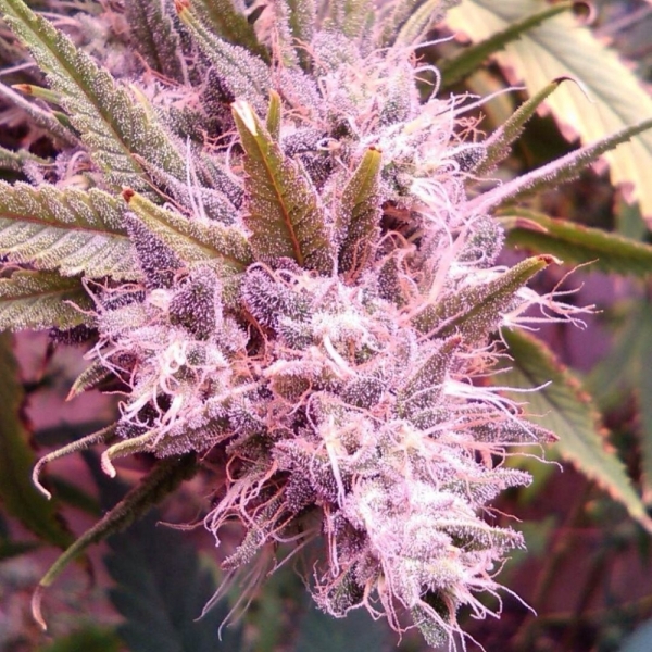 Goji Dawg Regular Cannabis Seeds | Dankonomics Genetics