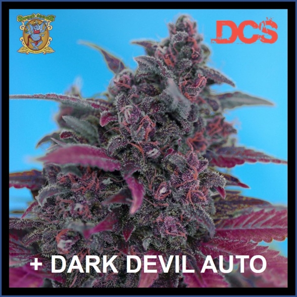 Dark Devil Auto Feminised Cannabis Seeds | Sweet Seeds