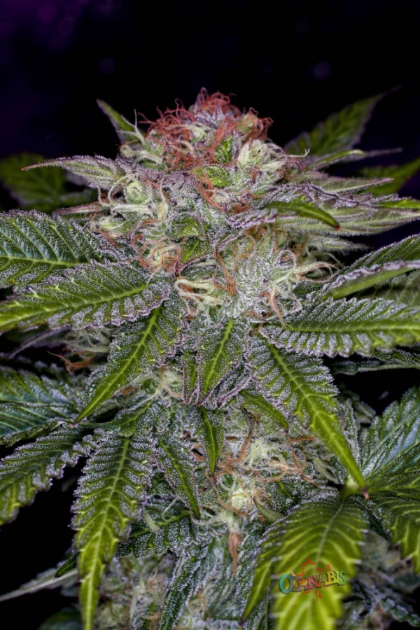 Deep Purple Regular Cannabis Seeds | TGA Seeds