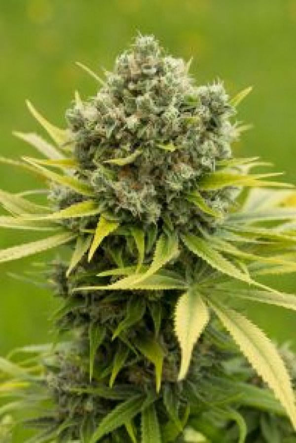 Dinamed CBD Plus Feminised Cannabis Seeds | Dinafem Seed