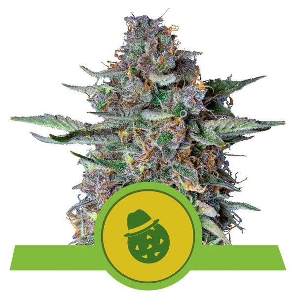 Do-Si-Dos Auto Feminised Cannabis Seeds | Royal Queen Seeds