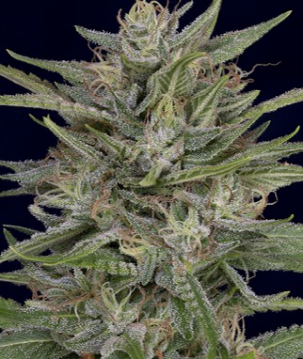 Don AK Feminised Cannabis Seeds | Don Avalanche Seeds