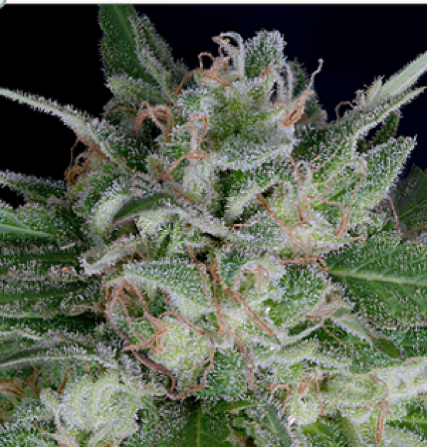 Don AK Auto Feminised Cannabis Seeds | Don Avalanche Seeds
