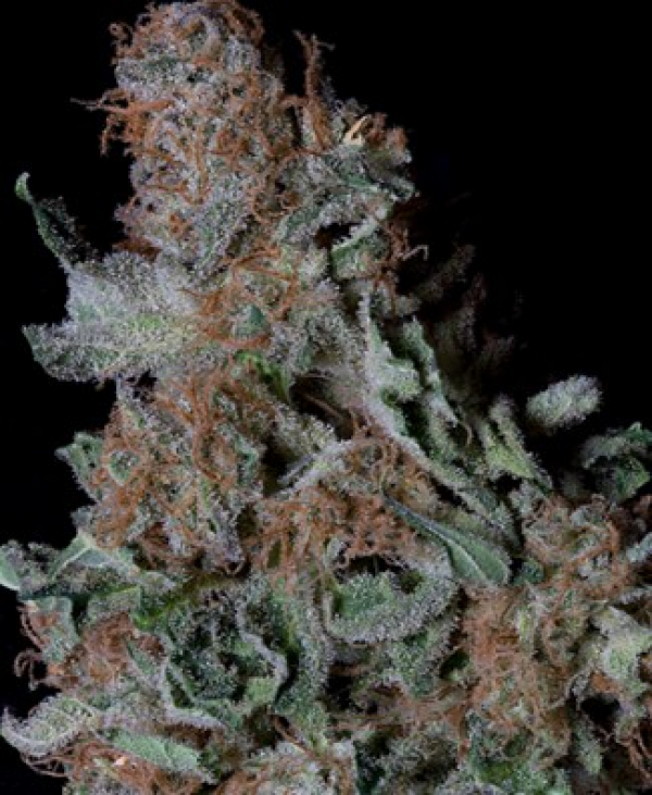 Don Blueberry Cookies Feminised Cannabis Seeds | Don Avalanche Seeds
