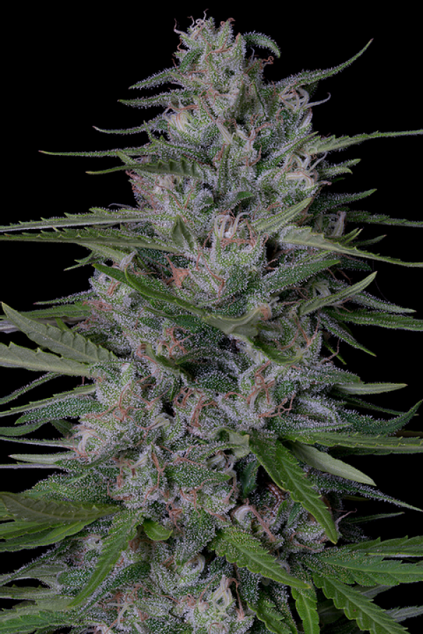 Don Bruce Banner Feminised Cannabis Seeds | Don Avalanche Seeds