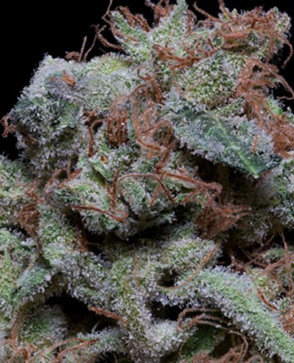Don Cherrypie Feminised Cannabis Seeds | Don Avalanche Seeds