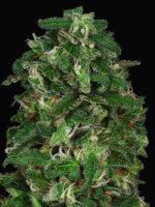 Don Critical Crack Feminised Cannabis Seeds | Don Avalanche Seeds