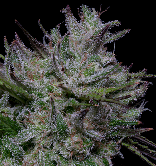 Don Do Si Cookies Feminised Cannabis Seeds | Don Avalanche Seeds