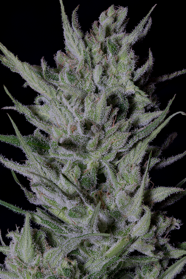 Don Do-Si-Punch Feminised Cannabis Seeds | Don Avalanche Seeds