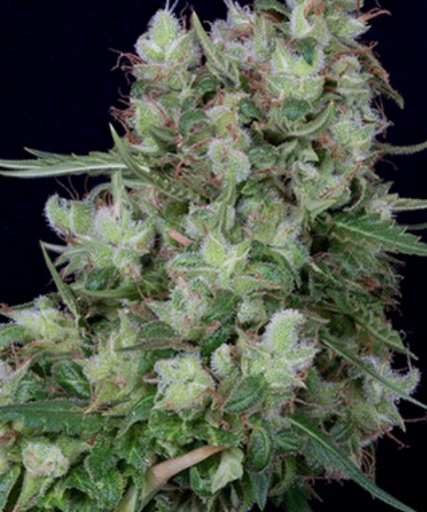 Don Grateful Chemdawg Feminised Cannabis Seeds | Don Avalanche Seeds