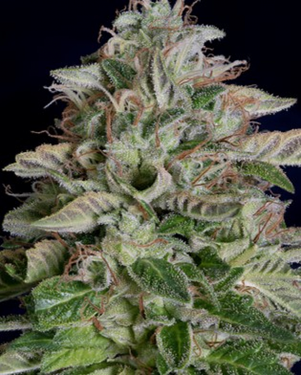 Don Megalodon Feminised Cannabis Seeds | Don Avalanche Seeds