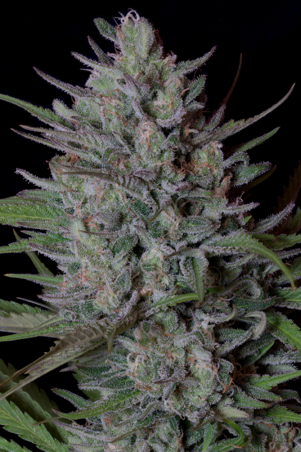 Don Biscotti Feminised Cannabis Seeds | Don Avalanche Seeds