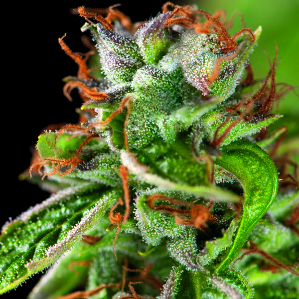 Double OG Haze Feminised Cannabis Seeds | Pyramid Seeds USA Range