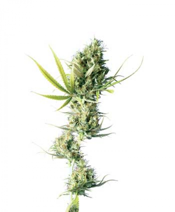 Durban Regular Cannabis Seeds | Sensi Seeds 