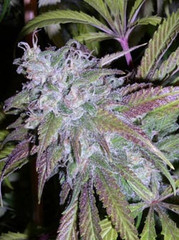 Dynamite Automatic Feminised Cannabis Seeds | Next Generation Seeds