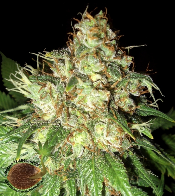 Bubba Cheese Auto Regular Cannabis Seeds | Emerald Triangle Seeds