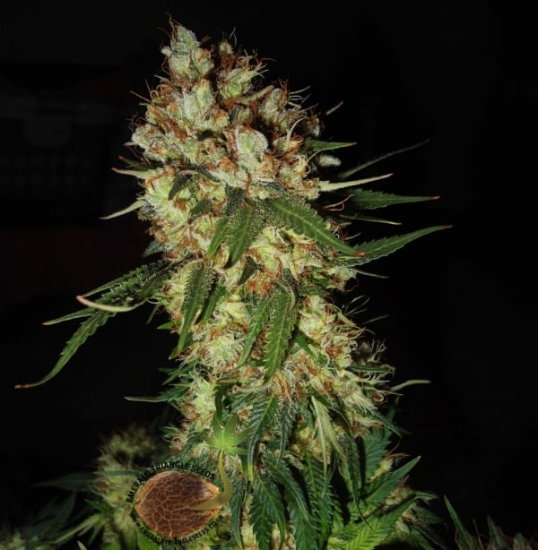 G13 x Blueberry Headband Feminised Cannabis Seeds | Emerald Triangle Seeds