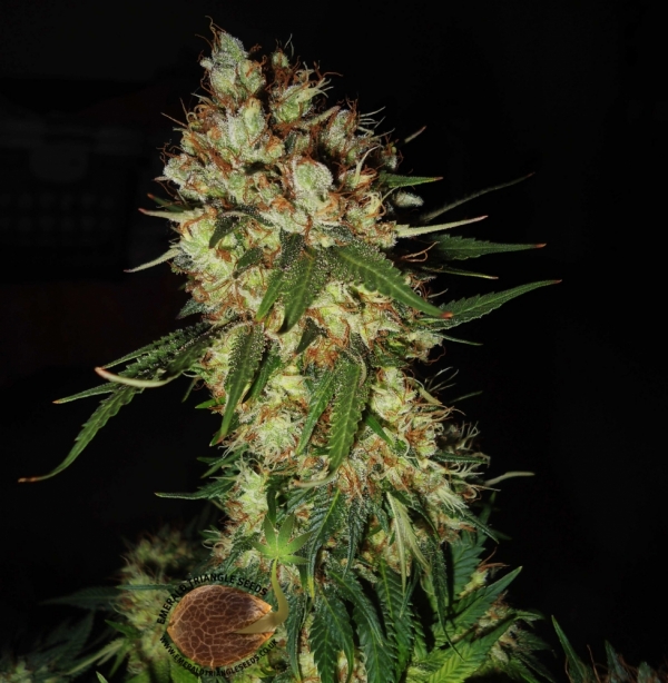 G13 x Blueberry Headband Regular Cannabis Seeds | Emerald Triangle Seeds