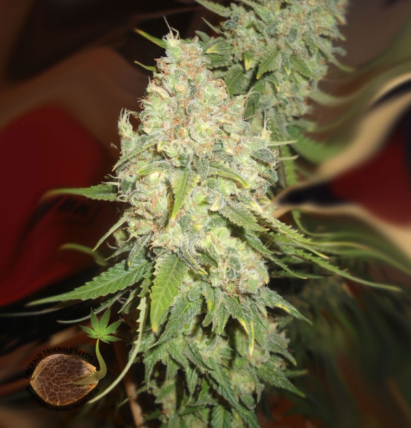 Blackberry OG Feminised Cannabis Seeds | Emerald Triangle Seeds 