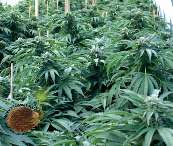 Bubba 76 Regular Cannabis Seeds | Emerald Triangle Seeds