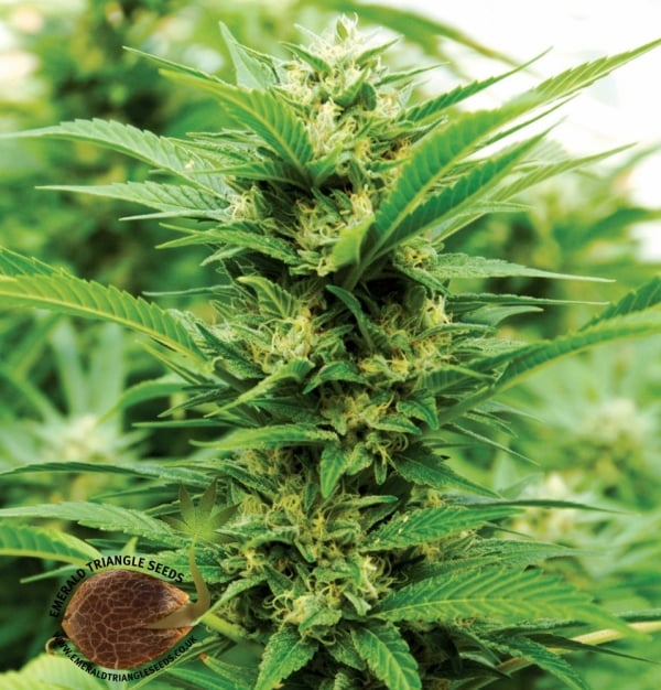 Emerald Jack Regular Cannabis Seeds | Emerald Triangle Seeds