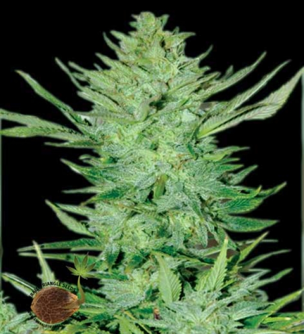 Headlights Kush Auto Regular Cannabis Seeds | Emerald Triangle Seeds