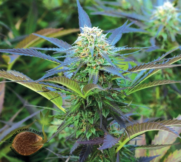 Royal Purple Kush Feminised Cannabis Seeds | Emerald Triangle Seeds