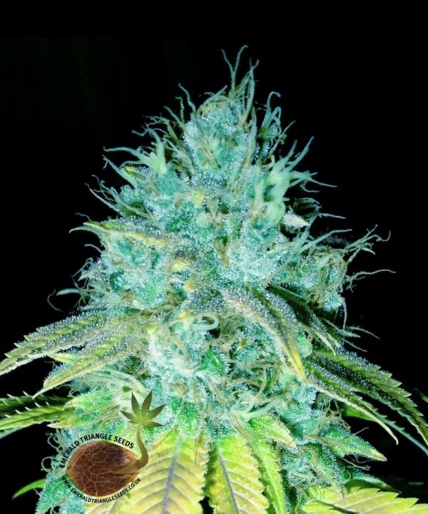 Sour Puss Regular Cannabis Seeds | Emerald Triangle Seeds