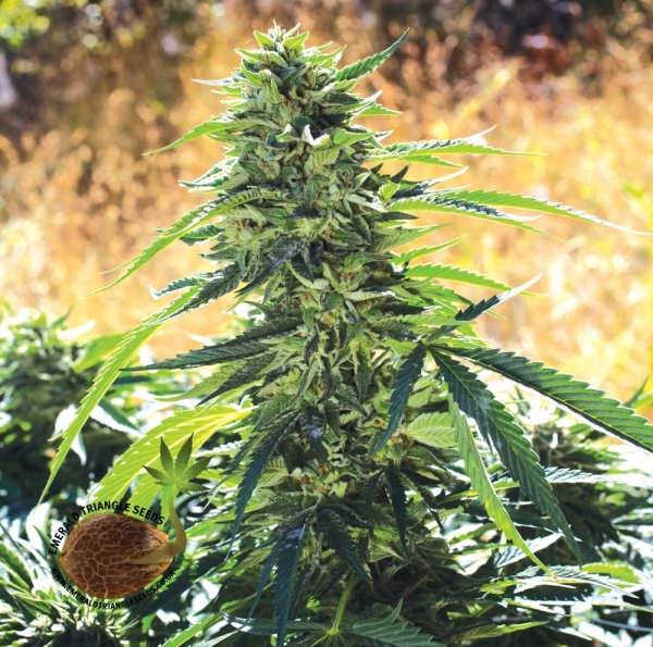 Super Sour O.G. Feminised Cannabis Seeds | Emerald Triangle Seeds