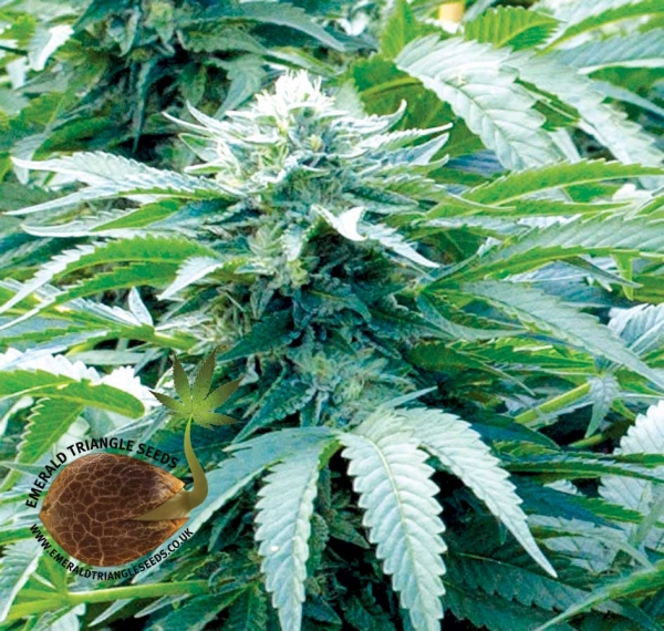 Trinity Kush Regular Cannabis Seeds | Emerald Triangle Seeds