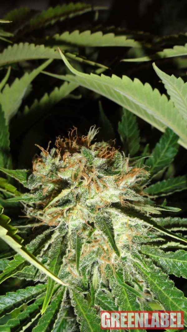 Everest Bud Feminised Cannabis Seeds | GreenLabel Seeds