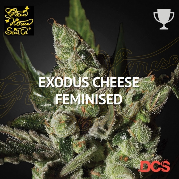 Exodus Cheese Feminised Cannabis Seeds | Green House Seeds