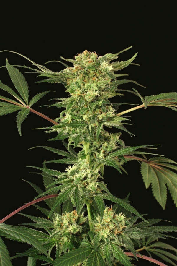 Devil Kush Regular Cannabis Seeds