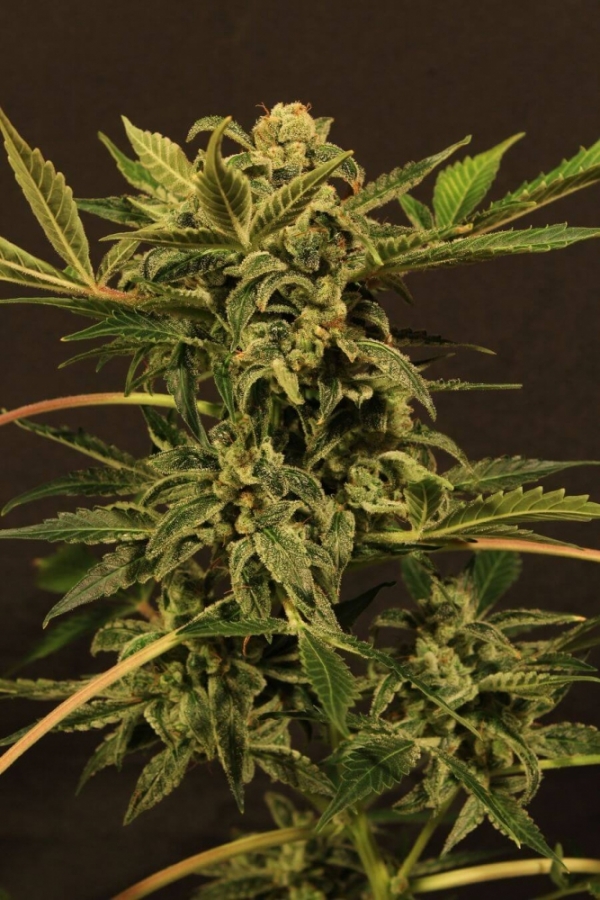 Russian Automatic Feminised Cannabis Seeds