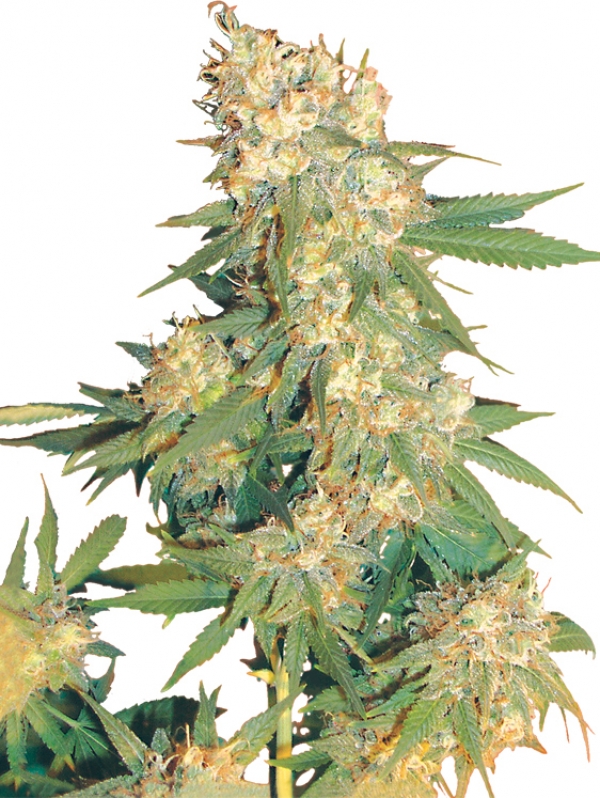 Aurora B Regular Cannabis Seeds
