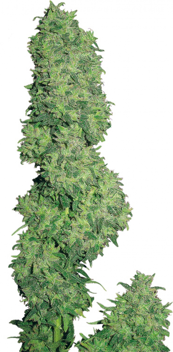 Dame Blanche Feminised Cannabis Seeds
