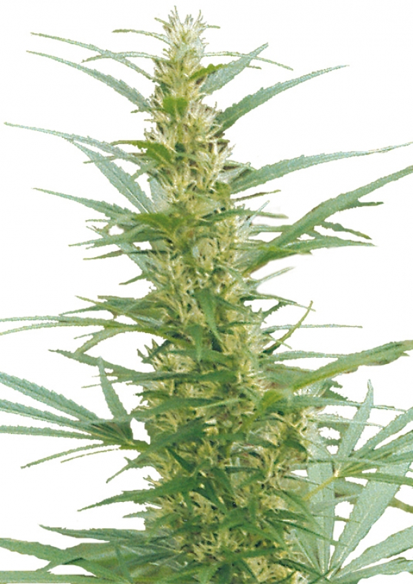 Mixed Sativa Divas Regular Cannabis Seeds