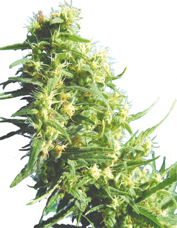 Thai Tanic Regular Cannabis Seeds