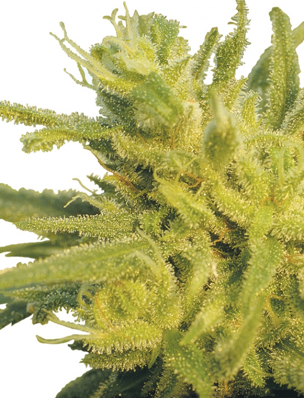 Original Haze Regular Cannabis Seeds