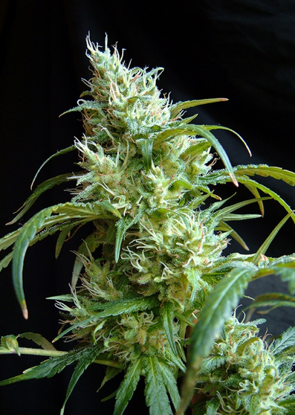 Flash Back #2 Feminised Cannabis Seeds | Sweet Seeds
