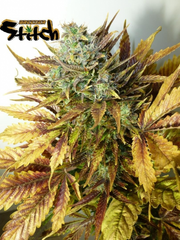 Purple Sirius Kush Feminised Cannabis Seeds