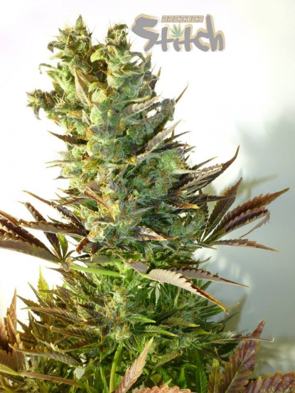 Stitch's Love Potion Feminised Cannabis Seeds